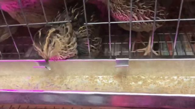 Перепелки в квартире. День 1. смотреть онлайн