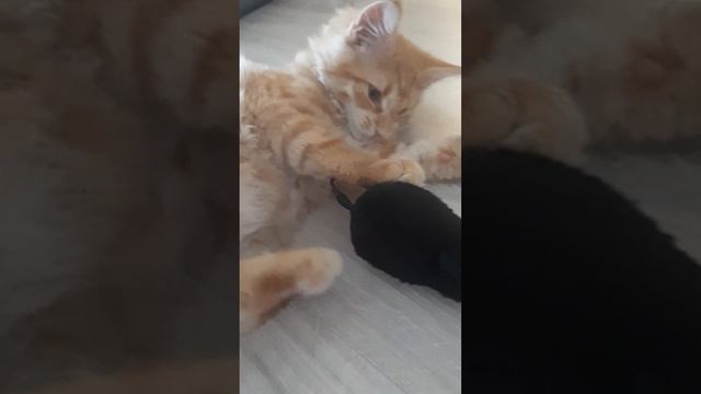 В ДОМЕ ЗАВЕЛАСЬ МЫШЬ??КАК ОТРЕАГИРОВАЛ МЕЙН КУН??#animal #cat #mainecoon смотреть онлайн