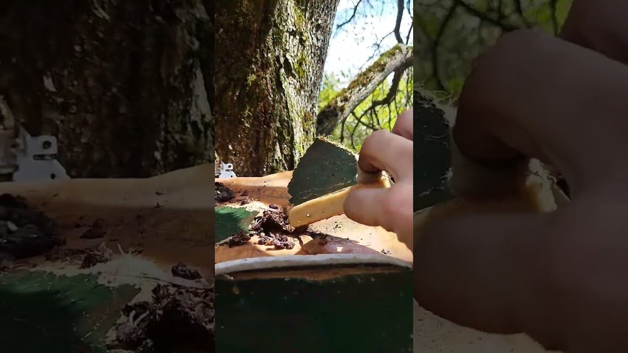 Гости в ловушке для пчел! Сезон роеловства начинается! смотреть онлайн