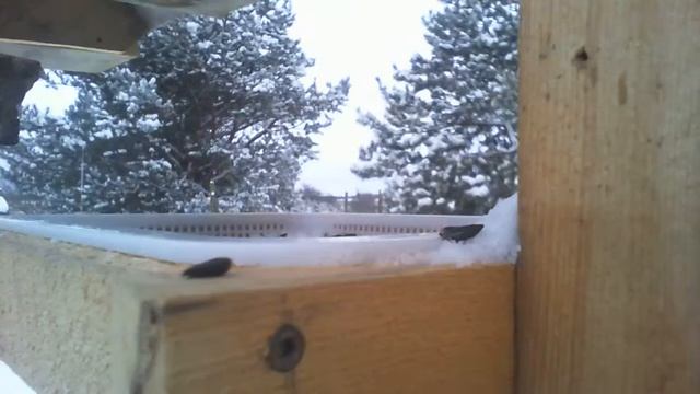 2021 Jan 20: Livestream #2 Bird Feeding Station. Ripley, Ontario Canada by AtHomeFriendlyTecGuy. смотреть онлайн