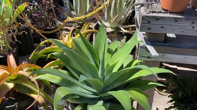 Agave attenuata "Fox Tail Agave" смотреть онлайн