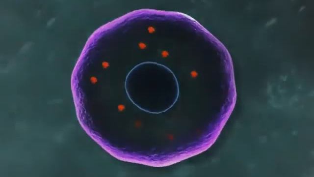Molecular mechanisms controlling the circadian rhythm - Genetics смотреть онлайн