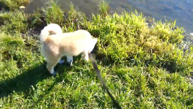 Акита-ину Йошико 3.5 мес. / Akita-inu Yoshiko 3.5 months / 秋田犬佳子 смотреть онлайн