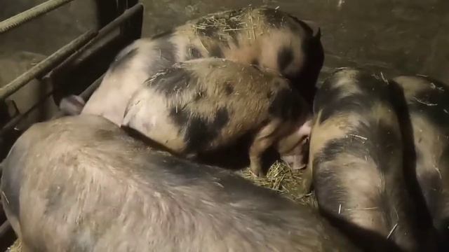 Растут быстро, а едят мало!!! Светодиодные лампы))) смотреть онлайн