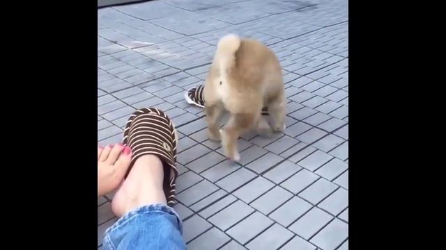 собака и человек смотреть онлайн