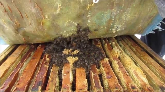 Зимовка прошла не очень хорошо. Испражнения и слабость семей. смотреть онлайн