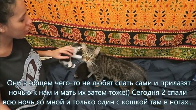 Влоги кошки и котят 4. Как растут и развиваются наши котята с 1 первого дня до месяца смотреть онлайн