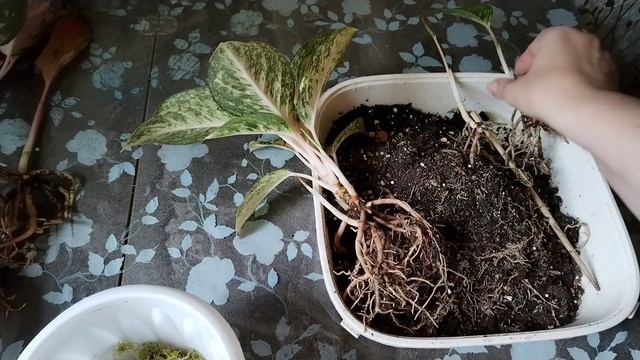 Летние пересадки. Часть 3. Аглаонемы. смотреть онлайн