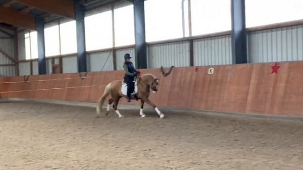 Verkaufspony XXL Pony Püppi