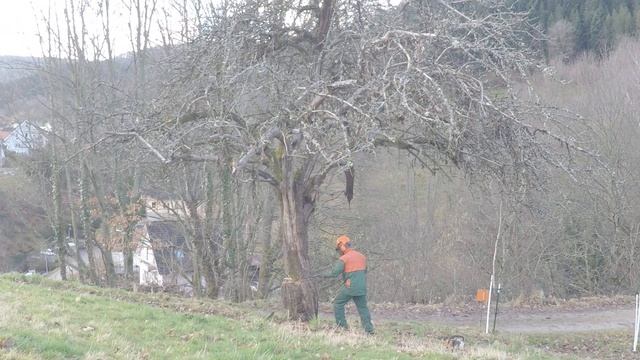 Baumfällung Mit Stihl 361 und Mechanischem Fällkeil смотреть онлайн