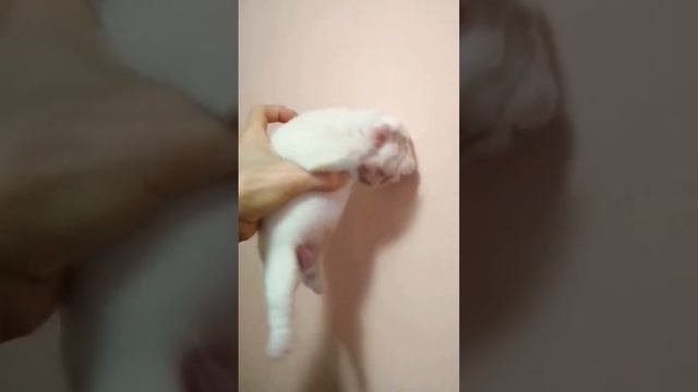 Маленький французский бульдог ? смотреть онлайн