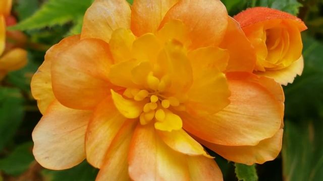 Enjoy Beautiful Flower | Begonia Pendula
