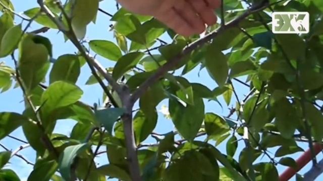 ВЫРАЩИВАНИЕ ДОМА ЦИТРУСОВЫХ - ЛУЧШИЕ СОВЕТЫ смотреть онлайн