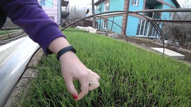 Посев редиса Обзор рассады Ялтинского лука, март 2020 Лук на семена смотреть онлайн