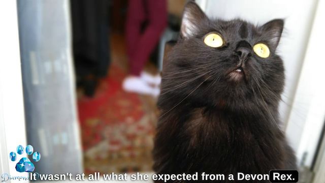 They Cheated Me! A Girl Bought a Pedigree Kitten for 15,000, but When it Grew Up She Realized It Al смотреть онлайн