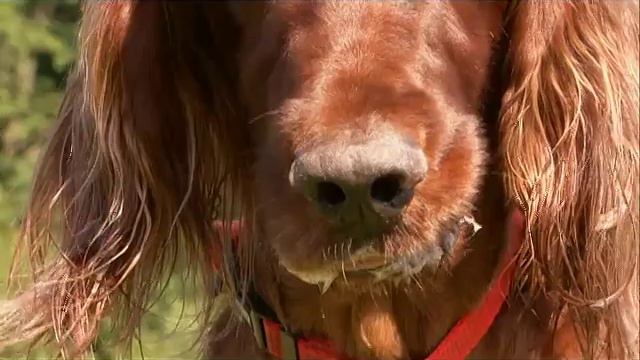 Dog Breeds - Irish Setter. Dogs 101 Animal Planet смотреть онлайн