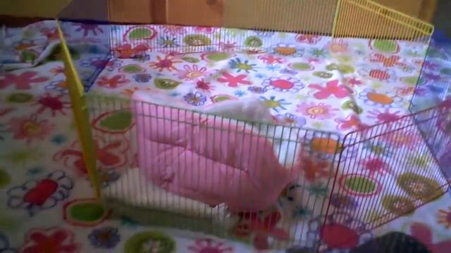 Игрушки хорька | Шуршащий тоннель смотреть онлайн