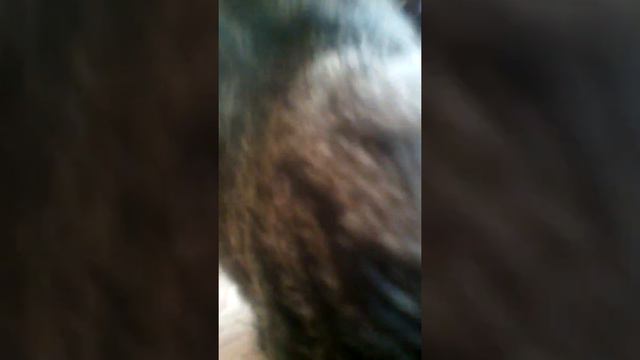 Шелли и овес смотреть онлайн