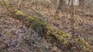 ШУРФ СЕКРЕТНОГО МЕСТА!!! ТАЙНА ДОМА В ЛЕСУ - кто там жил? КАК ПРАВИЛЬНО ШУРФИТЬ ?!