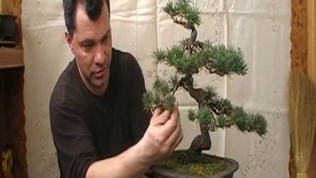 Бонсай - Сосна, весна 2010 - Бонсай - Часть 6 смотреть онлайн
