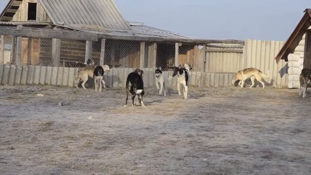 Русские борзые питомника "Царская охота" смотреть онлайн
