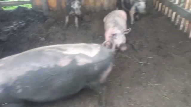 Переезд закончен! Свиньи в новом сарае или навесе)) Начало новой главы для нашего хозяйства. смотреть онлайн