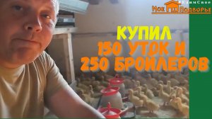 Утка Стар-53 и Бройлер РОСС-308. Особенности содержания. «Мое Подворье»