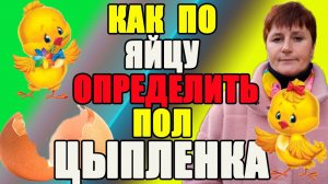 Как по яйцу ОПРЕДЕЛИТЬ пол цыпленка. Аутосексные породы кур.