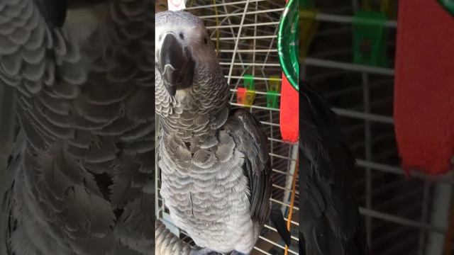 Учимся говорить имя попугай жако Рома смотреть онлайн