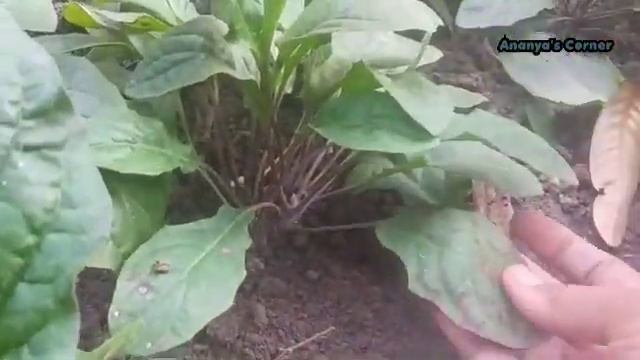 Best fertilizer for Gerbera plant || जरबेरा में सिर्फ एक चम्मच दे दोबारा फूल पाने के लिए смотреть онлайн