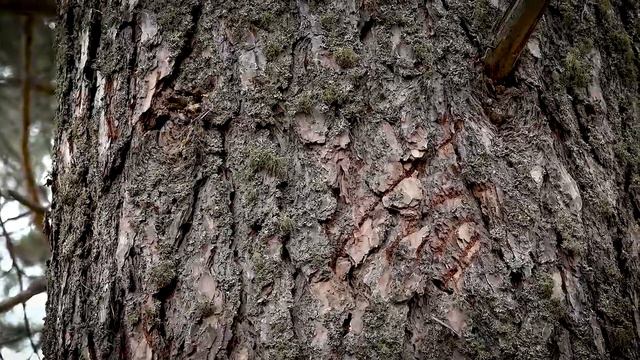 Осень в "Шульган Таш" смотреть онлайн