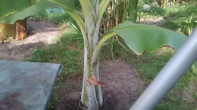Cz.2-Ensete glaucum Snow Banana 27 08 2014 ciekawerosliny.pl смотреть онлайн
