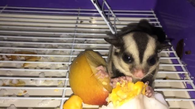 Sugar glider/ eating/ how sugar glider eat/ sugar glider eating egg/ love sugar glider смотреть онлайн