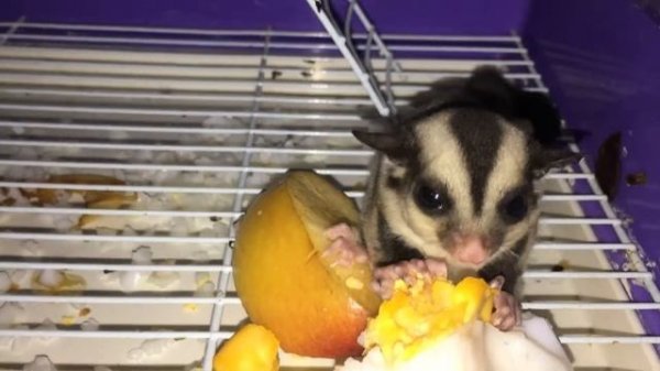 Sugar glider/ eating/ how sugar glider eat/ sugar glider eating egg/ love sugar glider