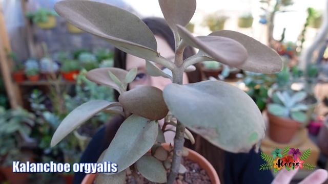 Hermosos KALANCHOES con sus nombres y cuidados #RetoHablandoDeKalanchoes смотреть онлайн