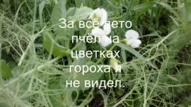 Горох посевной смотреть онлайн