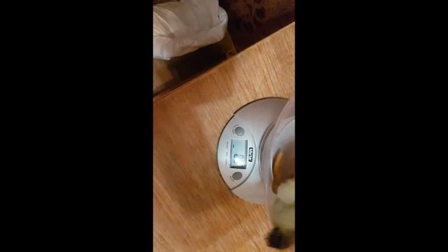 Башкирские утята смотреть онлайн