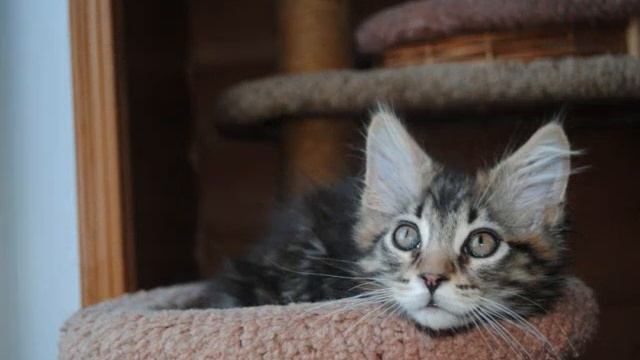 Котята Мейн Кун в Митино -- Питомник "Christmas Yard" смотреть онлайн