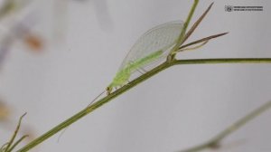 Златоглазка (флёрница) в саду, в огороде, в домах и квартирах // Clever Cricket