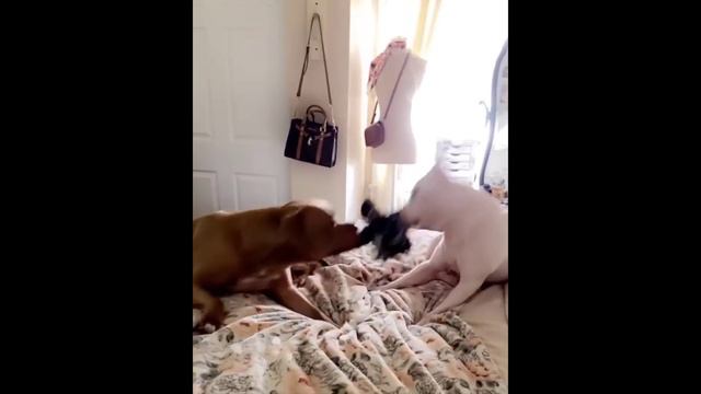 Pitbulls Being Wholesome EP. 6 | Funny and Cute Pitbull Compilation смотреть онлайн