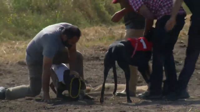 Greyhound Derby 14th Annual By Vancouver Greyhound Club 20 August 2022