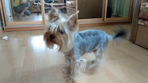 говорящий йоркширский терьер Лаврентий"