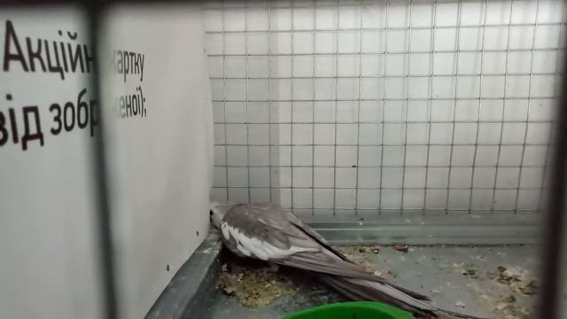 Попугай извращенец смотреть онлайн