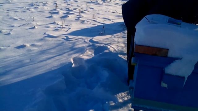 как узнать живы ли пчелы зимой не залезая в улей смотреть онлайн