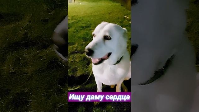 Алабай ищет даму сердца смотреть онлайн