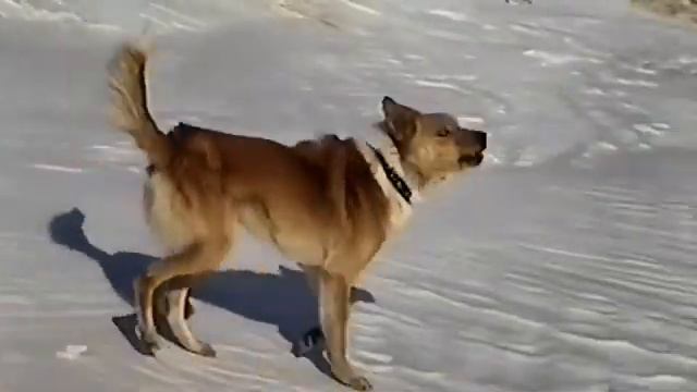 Лыжный поход Хабаровск - Сикачи-Алян по Амуру 1999 смотреть онлайн