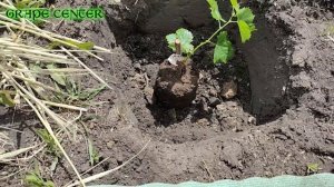 Посадка саженца технического сорта винограда / Planting a seedling of a technical grade of grapes.