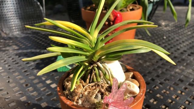 ОРХИДЕЯ Neofinetia falcata 'Hanagoromo' 花衣. Немного об уходе. смотреть онлайн