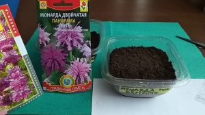 МОНАРДА. Многолетние растения. Посев семян монарды на рассаду 16.04.