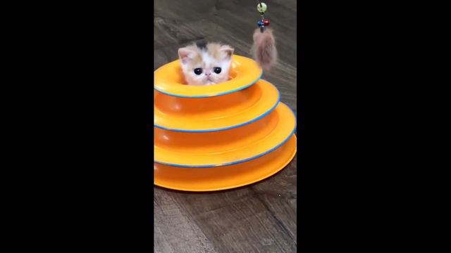 🌈самые милые котята🐈||подборка милых видео из тик ток||#котята#милые#подборка#тикток смотреть онлайн